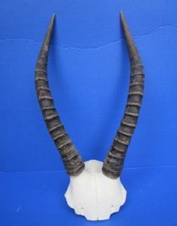 Real African Blesbok Skull Plate with 13 inches Horns - Buy this one for  $44.99