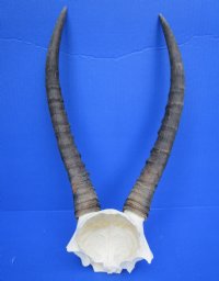 Real African Blesbok Skull Plate with 13 inches Horns - Buy this one for  $44.99