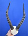 Authentic African Blesbok Skull Plate with 14-1/8 inches Horns for Sale - Buy this one for $44.99