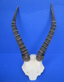 13-1/4 inches Authentic African Blesbok Horns on Skull Plate, Cap for $44.99