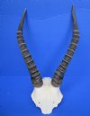 Authentic African Blesbok Skull Plate with 13-1/4 inches Horns for Sale - Buy this one for $44.99