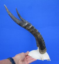 13-1/4 inches Authentic African Blesbok Horns on Skull Plate, Cap for $44.99