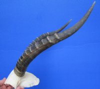 13-1/4 inches Authentic African Blesbok Horns on Skull Plate, Cap for $44.99