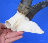 13-1/4 inches Authentic African Blesbok Horns on Skull Plate, Cap for $44.99