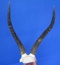 13-1/4 inches Authentic African Blesbok Horns on Skull Plate, Cap for $44.99