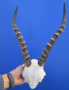 Authentic African Blesbok Skull Plate with 13-1/4 inches Horns for Sale - Buy this one for $44.99