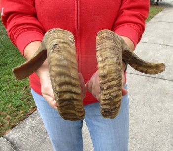 18-1/8 and 19 inches Pair of Sheep Horns for Sale (1 Right, 1 Left) - Buy this pair for $39.99