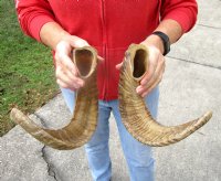 18-1/8 and 19 inches Pair of Sheep Horns for Sale (1 Right, 1 Left) - Buy this pair for $39.99