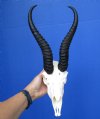 Male Springbok Skull with 11-5/8 and 11-3/4 inches Horns <font color=red> Good Quality</font> (1 horn has hole and split at base) - Buy this one for $79.99