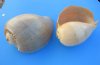 9 inches Large Crowned Baler Melon Shell, a large orange shell with a wide mouth opening - Pack of 1 @ $9.00 each; Pack of 4 @ $7.20 each