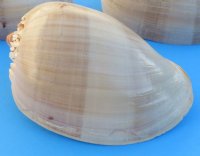 9 inches Large Crowned Baler Melon Shell, a large orange shell with a wide mouth opening - Pack of 1 @ $12.50 each; Pack of 4 @ $10.80 each