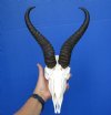 Authentic African Springbok Skull with 10-1/2 and 10-5/8 inches Horns <font color=red> Good Quality</font> (scrapes on horns; small hole back of skull) - Buy this one for $79.99