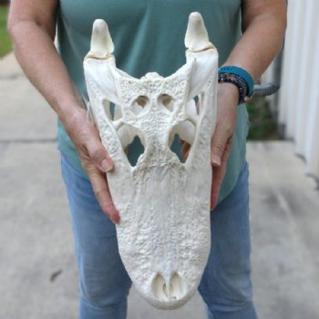 16 inches Authentic Large Florida Alligator Skull, Beetle Cleaned - Buy this one for $179.99