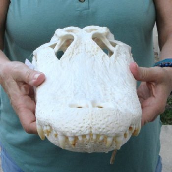 16 inches Authentic Large Florida Alligator Skull, Beetle Cleaned - Buy this one for $179.99