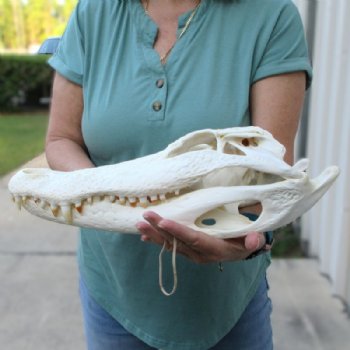 16 inches Authentic Large Florida Alligator Skull, Beetle Cleaned - Buy this one for $179.99