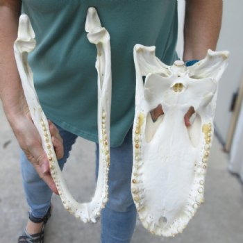 16 inches Authentic Large Florida Alligator Skull, Beetle Cleaned - Buy this one for $179.99