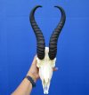 Real Male Springbok Skull with 11 and 11-3/8 inches Horns for Sale (few holes back of skull) <font color=red> Good Quality</font> - Buy this one for $84.99