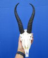 <font color=red> Good Quality</font> Male African Springbok Skull with 9-3/4 inches Horns (small hole back of skull) - Buy this one for $79.99