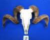 <font color=red> Grade A Giant</font> African Merino Ram Skull, Sheep Skull with 33-3/4 and 33-1/4 inches Horns - Buy this one for $189.99