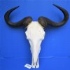 25-1/2 inches wide <font color=red> Grade A Huge</font> African Blue Wildebeest Skull and Horns for Sale  (couple holes back of skull) - Buy this one for $119.99 (REQUIRES VERY LARGE BOX)