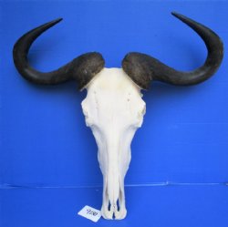25-1/2 inches wide <font color=red> Good Quality Huge</font> African Blue Wildebeest Skull and Horns for Sale for $119.99