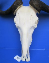 25-1/2 inches wide <font color=red> Grade A Huge</font> African Blue Wildebeest Skull and Horns for Sale  (couple holes back of skull) - Buy this one for $119.99 (REQUIRES VERY LARGE BOX)