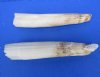 Two Straight Real Hippo Tusks for Sale 40 to 50 Percent Solid (Surface Crack) 7 ounces - Buy the 2 shown for $74.99 (CITES 300162)