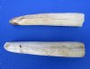 Two Straight Hippo Tusks for Sale 5-3/4 inches long, <font color=red>80 Percent Solid</font>  (crack) - Buy these 2 for $74.99 (CITES 300162)