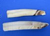 Two Straight Hippo Tusks for Sale, 5 inches, <font color=red>70 Percent Solid</font> - Buy this one for $59.99 (CITES 300162)