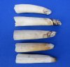 5 Hippo Tusks for Sale 3-1/2 to 4-7/8 inches long, 7.3 ounces - Buy the 5 pictured for $79.99 (CITES 300162)