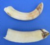 Two Hippo Tusks for Sale 4-1/2 and 5-1/2 inches, <font color=red>60 Percent Solid, </font>- Buy the 2 pictured for $59.99 (CITES 300162)