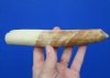 7-1/2 inches Real Hippo Tusk for Sale,<font color=red> 60 Percent Soid,</font> (surface crack) - Buy this one for $64.99 (CITES 300162)