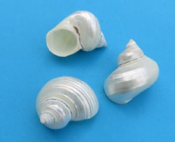 Small Pearl White Silver Mouth Turban Shells<font color=red> Wholesale</font> 1-1/2 to 2 inches  - 200 @ .49 each 