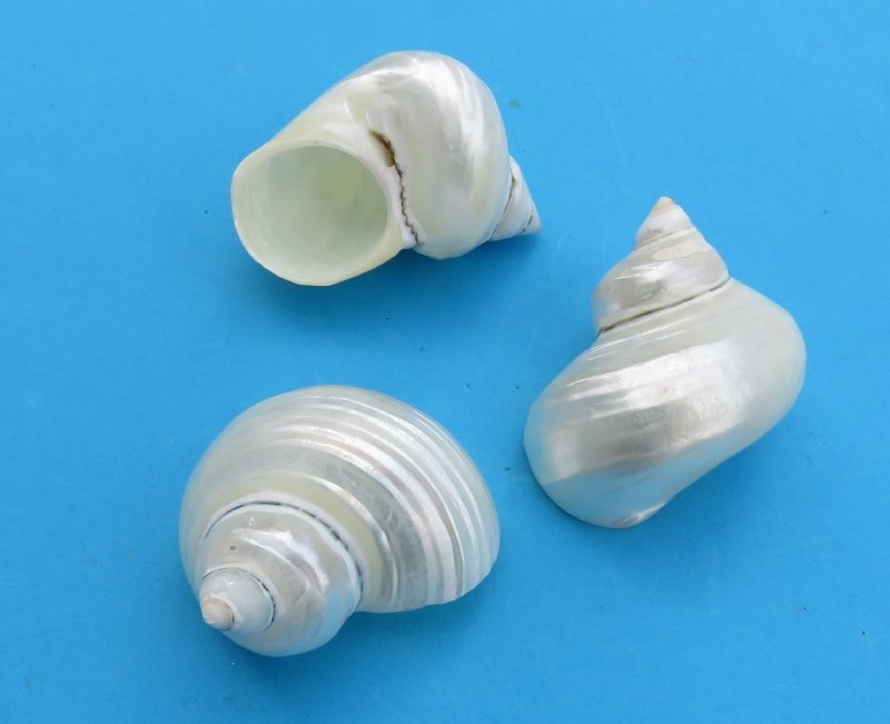 Silver Mouth White Two-Sided Shell Beads (6)