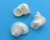 1-1/2 to 2 inches <font color=red> Wholesale</font> Small Pearl White Silver Mouth Turban Shells for Sale in Bulk - Case of 250 @ .49 each 