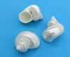 <FONT COLOR=RED> Wholesale</font> Small Pearl Silver Mouth Turban, Turbo Shells for Sale, White Turban Seashells for Crafts and Hermit Crab Homes 2 to 2-1/2 inches - Pack of 100 @ $1.10 each