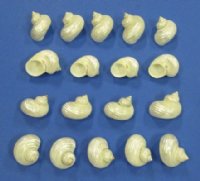 Small Pearl Silver Mouth Turbo Shells 1-1/2 to 2 inches - 25 @ .80 each