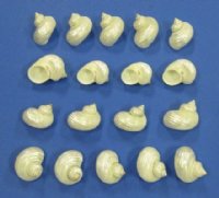 Small Pearl White Silver Mouth Turban Shells<font color=red> Wholesale</font> 1-1/2 to 2 inches  - 200 @ .49 each 