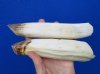 2 Hippo Tusks for Sale 8 to 9 inches long, 15 ounces - Buy these 2 for $129.99 (CITES 300162)