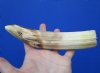7 inches Real Semi-Straight Hippo Tusk for Sale,<font color=red> 60 percent solid, </font>- Buy this one for $79.99 (CITES 300162)