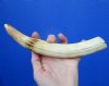 9 inches Authentic Hippo Tusk, Ivory for Carving (with crack) - Buy this one for $79.99 (CITES #300162)