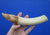 8 inches Semi-Curved Hippo Tusk for Sale, Hippo Ivory,<font color=red> 60 Percent Solid </font>- Buy this one for $89.99 (CITES #300162) 