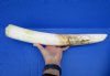 18 inches Authentic Straight Hippo Tusk for Carving, Ivory,  <font color=red>60 Percent Solid</font>, 3.45 lbs - Buy this one for $550.00 (SHIPPED ADULT SIGNATURE REQUIRED) CITES #300162
