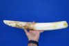 18 inches Large Real Straight Hippo Tusk, Ivory for Carving (cracks), 60 Percent Solid, 3.20 lbs - Buy this one for $515.00 (SHIPPED ADULT SIGNATURE REQUIRED) CITES 300162