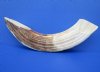 16 inches Curved Hippo Tusk, Ivory for Carving, <font color=red>90 Percent Solid</font>, 2.90 lbs - Buy this one for $435.00 (SHIPPED SIGNATURE REQUIRED) - CITES 300162