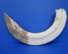 22 inches Real Large Curved Hippo Tusk for Carving, Legal Ivory, 3.30 pounds - Buy this one for $499.99 (SHIPPED ADULT SIGNATURE REQUIRED) - CITES #300162 