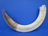27 inches <font color=red> Massive</font> Real Hippo Tusk for Sale, 4.50 pounds - Buy this one for $720.00 (SHIPPED ADULT SIGNATURE REQUIRED) - CITES # 300162