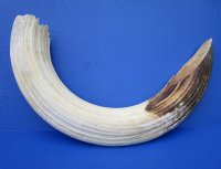 27 inches <font color=red> Massive</font> Real Hippo Tusk for Sale, 4.50 pounds - Buy this one for $720.00 (SHIPPED ADULT SIGNATURE REQUIRED) - CITES # 300162