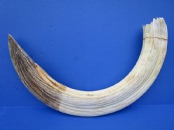 27 inches Massive Real Hippo Tusk for Sale, 4.50 pounds -(SHIPPED ADULT SIGNATURE REQUIRED) - CITES # 300162