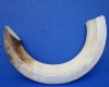 One <font color=red> Huge</font> 21 inches Authentic Curved Hippo Tusk or Sale, 2 lbs, 20 Percent Solid - Buy this one for $315.00 (Shipped Signature Required) - CITES #300162